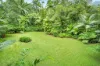 2159 Cape Tribulation Road (DEEP FOREST LODGE)res, Diwan, Qld 4873-Image