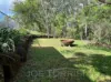 22 Andre Street, Mareeba, Qld 4880-Image