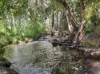 22 Andre Street, Mareeba, Qld 4880-Image