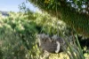 22 Caalong Street, Robertson, NSW 2577-Image