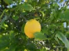 22 Dowsing Avenue, Dowsing Point, Tas 7010-Image