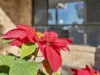 22 Elkhorn Avenue, Bellara, Qld 4507-Image