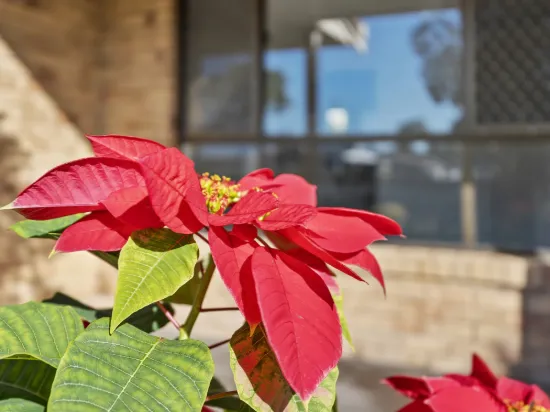22 Elkhorn Avenue, Bellara, Qld 4507-Image