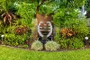 22 Hicks Close, Gracemere, Qld 4702-Image
