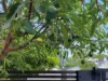 22 Killowill Avenue, Paradise Point, Qld 4216-Image