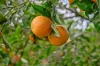 22 Mountainview Place, Glass House Mountains, Qld 4518-Image