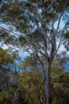 22 Stafford  Crescent, Tathra, NSW 2550-Image