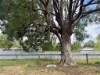 22 White Street, Coonabarabran, NSW 2357-Image