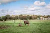 22 Wilkins Road, Naracoorte, SA 5271-Image