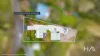 225  Windermere Road, Windermere, Tas 7252-Image