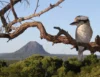 226 Tablelands Road, Cooran, Qld 4569-Image