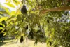 226 Tablelands Road, Cooran, Qld 4569-Image