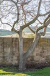 23 Franklin Place, Hamilton, Tas 7140-Image
