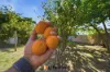 23 Germain Way, Lockridge, WA 6054-Image