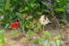 23 Little John Street, Daisy Hill, Qld 4127-Image