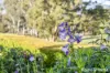 23 Mapley Road, Lachlan, Tas 7140-Image