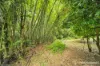 23 Moretto Street, Babinda, Qld 4861-Image