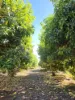 23 North River Road, Carnarvon WA 6701-Image
