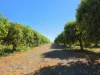 23 North River Road, Carnarvon WA 6701-Image