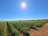 23 North River Road, Carnarvon WA 6701-Image