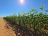 23 North River Road, Carnarvon WA 6701-Image