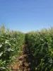 23 North River Road, Carnarvon WA 6701-Image