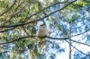 23 Wirreanda Place, Long Beach, NSW 2536-Image