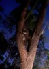 237 Guanaba Creek Road, Guanaba, Qld 4210-Image