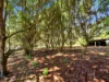 238 Ball Road, Peeramon, Qld 4885-Image