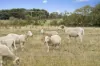 239 Nelsons Road, Elingamite North, Vic 3266-Image