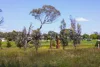 24 Bandicoot Street, Throsby, ACT 2914-Image