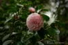 24 Barbers Road, Kalorama, Vic 3766-Image