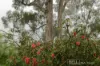 24 Barbers Road, Kalorama, Vic 3766-Image