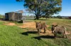 24 Berick Lane, Table Top, NSW 2640-Image