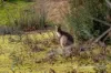 24 Hayes Road, Adventure Bay, Tas 7150-Image