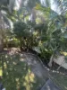 24 Mirrabook Street, Deception Bay, Qld 4508-Image