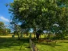 24 Olive Grove, Kingaroy, Qld 4610-Image