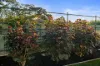 24 Pitcairn Avenue, Urrbrae, SA 5064-Image