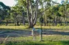 24 Redgum Drive, Tallong, NSW 2579-Image