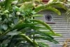 24 Vineyard Street, One Mile, Qld 4305-Image