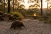 241 Wadleys Road, Reedy Marsh, Tas 7304-Image