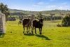 244 Allen Road, Springrange, NSW 2618-Image