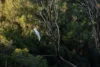 245-247 Kureelpa Falls Road, Kureelpa, Qld 4560-Image