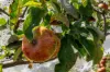 2480 Channel Highway, Lower Snug, Tas 7054-Image