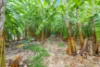 25 Bastin Road, Howard Springs, NT 0835-Image
