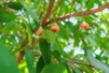25 Bastin Road, Howard Springs, NT 0835-Image