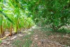 25 Bastin Road, Howard Springs, NT 0835-Image