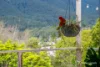 25 Brisbane Hill Road, Warburton, Vic 3799-Image