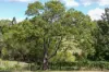 25 Donnellys Road, Ridgewood, Qld 4563-Image