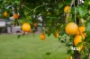 25 Gomer Street, Booval, Qld 4304-Image